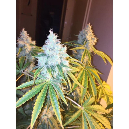 Green Crack Strain - MDLG Seeds