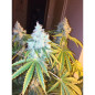Green Crack Strain - MDLG Seeds
