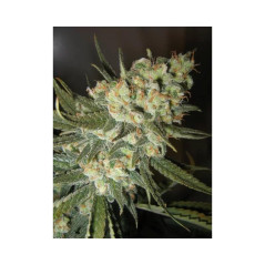 Green Crack Cannabissamen