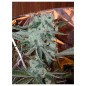 Sour Diesel Strain - MDLG Seeds