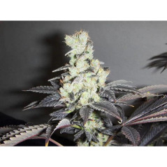 Sour Diesel Strain - MDLG Seeds