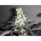Sour Diesel Strain - MDLG Seeds