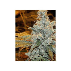 Sour Diesel Cannabissamen