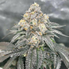Sunset Dos Si Dos Strain