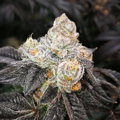 Sunset Dos Si Dos Strain - MDLG Seeds