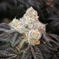 Sunset Dos Si Dos Strain - MDLG Seeds