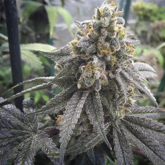 Gelato Strain, Feminisierte Samen
