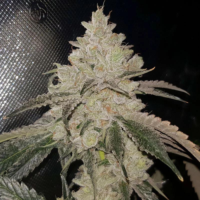 Gelato Strain - MDLG Seeds