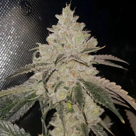 Gelato Pflanze Indoor
