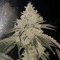 Gelato Strain - MDLG Seeds
