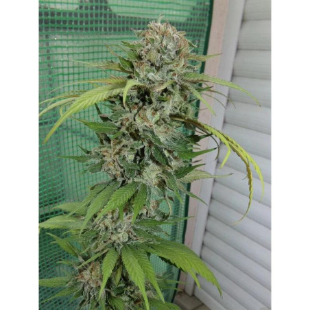 OG-Kush Strain - MDLG Seeds