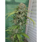 OG-Kush Strain - MDLG Seeds