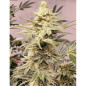 OG-Kush Strain - MDLG Seeds