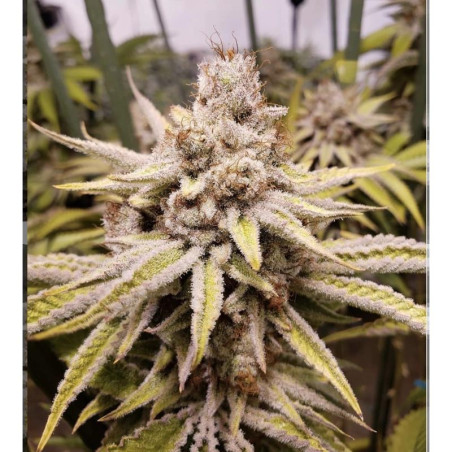 OG-Kush Cali Weed Cannabissamen