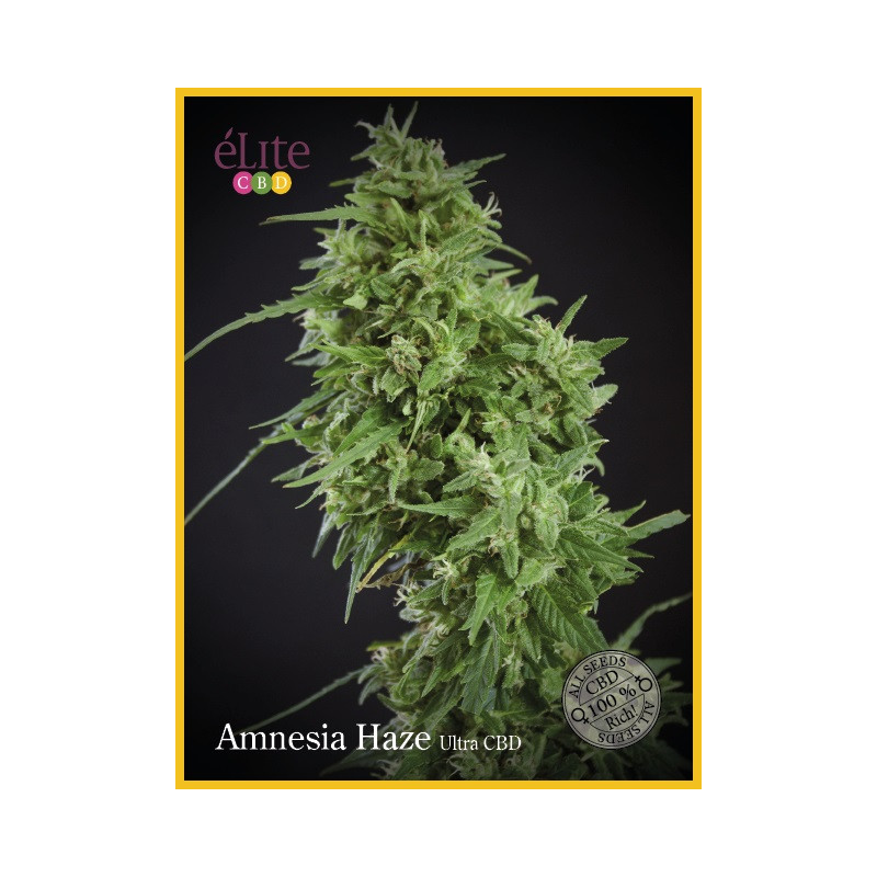 Amnesia Haze Ultra CBD - Elite Seeds Amnesia Haze Ultra CBD - Elite Seeds