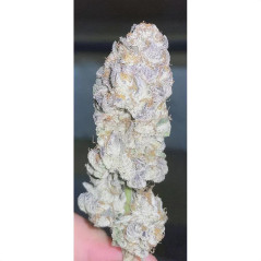 Runtz Strain - MDLG Seeds
