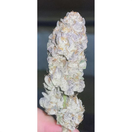 Runtz Strain - MDLG Seeds