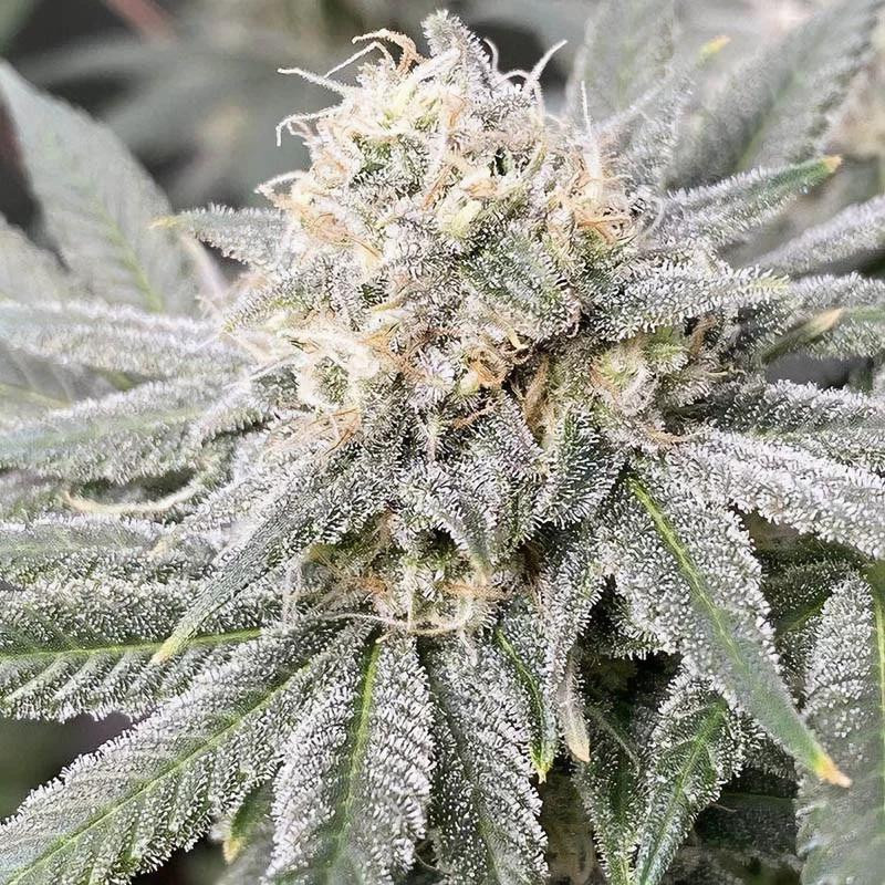 Runtz Strain - MDLG Seeds