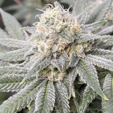 Runtz Strain feminisiert