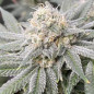 Runtz Strain - MDLG Seeds