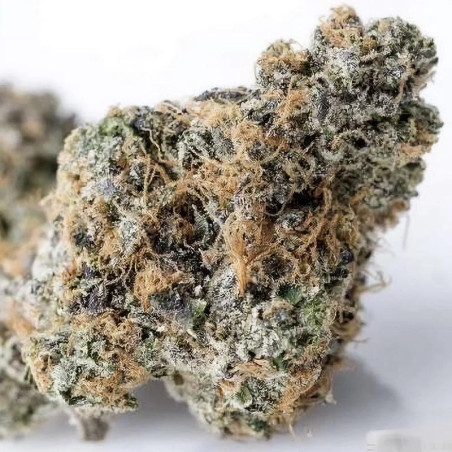 Zkittlez Strain - MDLG Seeds