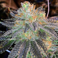Zkittlez Strain