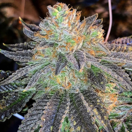 Zkittlez Strain