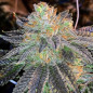 Zkittlez Strain - MDLG Seeds