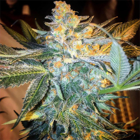 Blue Dream Strain