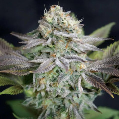Blue Dream Pflanze Indoor