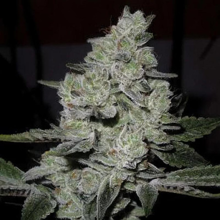 Gorilla Glue Strain
