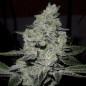 Gorilla Glue Strain - MDLG Seeds