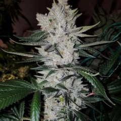 Gorilla Glue Strain - MDLG Seeds