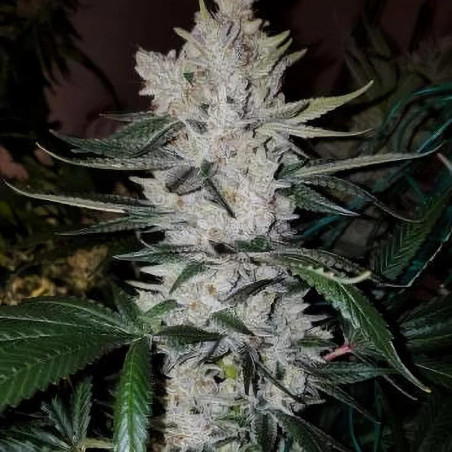 Gorilla Glue Strain - MDLG Seeds