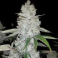 Gorilla Glue Strain - MDLG Seeds