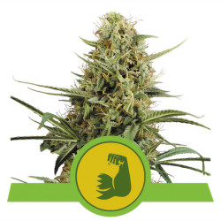 Hulkberry Automatic de Royal Queen Seeds