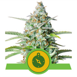 Northern Lights Auto de Royal Queen Seeds