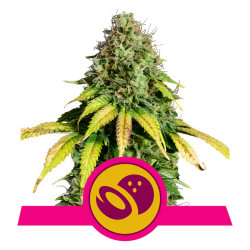 Bud de Somango XL de Royal Queen Seeds