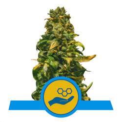 Solomatic CBD de Royal Queen Seeds