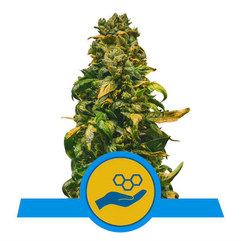 Solomatic CBD Strain - Royal Queen Seeds Solomatic CBD Strain - Royal Queen Seeds