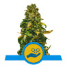 Solomatic CBD Strain - Royal Queen Seeds