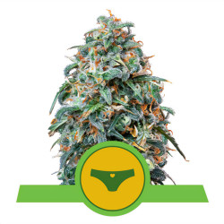 Sherbet Queen Auto de Royal Queen Seeds en intérieur