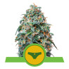 Sherbet Queen Auto Strain - Royal Queen Seeds