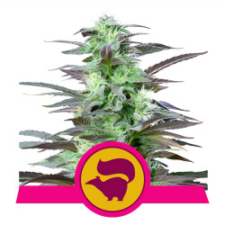 Plant de Skunk XL de Royal Queen Seeds