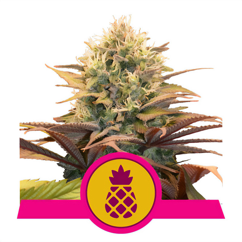 Pineapple Kush Strain - Royal Queen Seeds