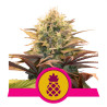 Pineapple Kush Strain - Royal Queen Seeds