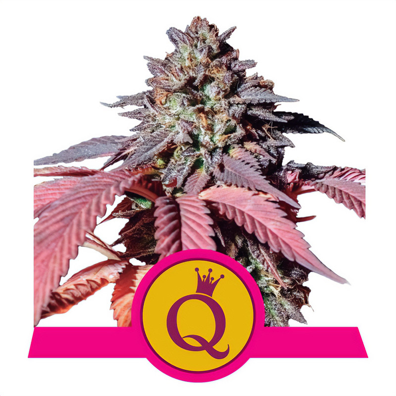 Purple Queen Strain - Royal Queen Seeds