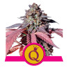Purple Queen Strain - Royal Queen Seeds