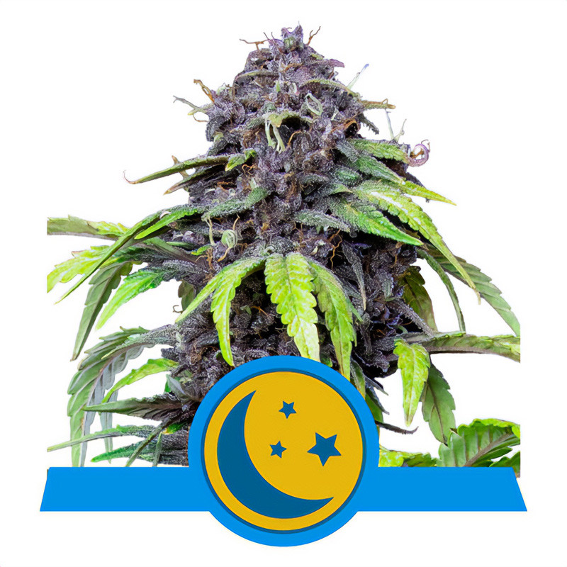 PurpleMatic CBD Strain - Royal Queen Seeds
