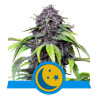 PurpleMatic CBD Strain - Royal Queen Seeds